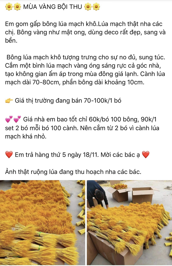 Bông lúa mạch vàng ruộm bỗng dưng phát 'sốt' vì nhiều người săn lùng - 1