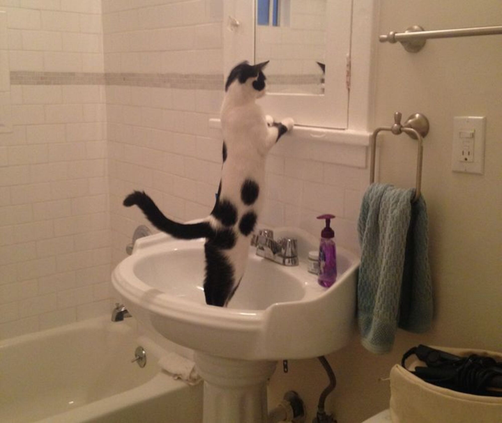 Hành động đáng ngờ của thú cưng gây băn khoăn: Liệu chúng có thật là động vật? - 9