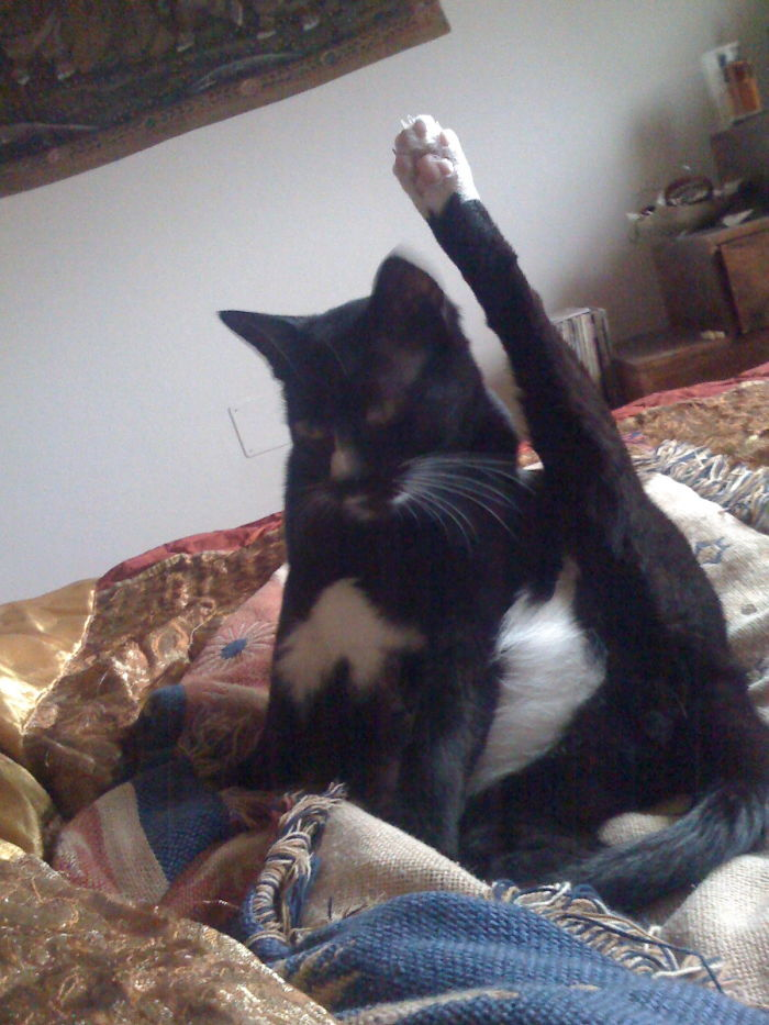 Hành động đáng ngờ của thú cưng gây băn khoăn: Liệu chúng có thật là động vật? - 6