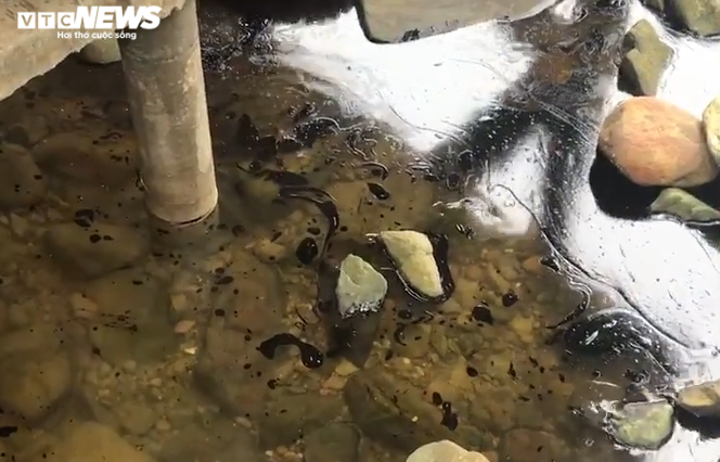 Xuất hiện nhiều vết dầu loang dọc bờ biển Hà Tĩnh - 1