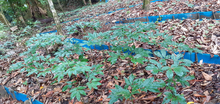 NutiFood đầu tư vào Sâm Ngọc Linh: Cú hích lớn phát triển 'quốc bảo' Việt Nam - 1