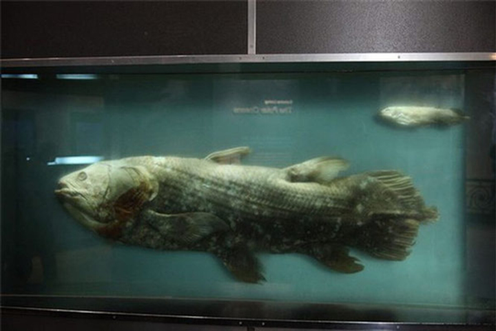 ‘Quái vật biển’ khổng lồ dạt vào bờ và bí ẩn không lời giải dưới đáy đại dương - 5