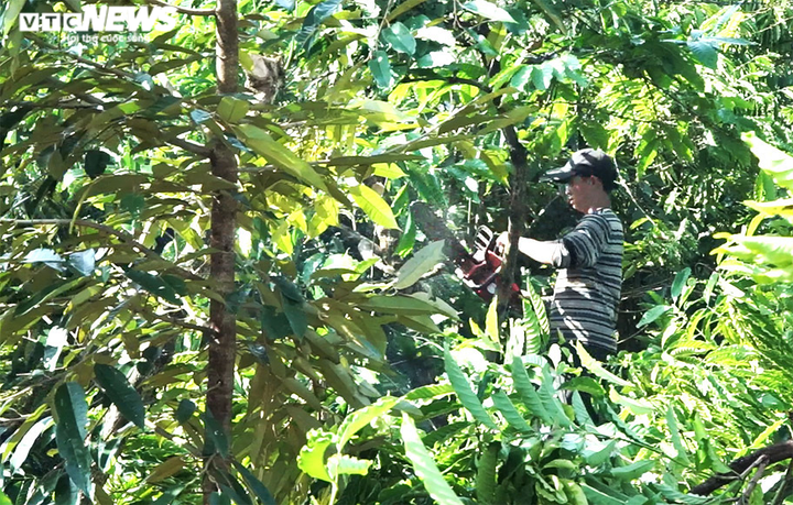 Thủ phủ chè, cà phê Lâm Đồng bị băm nát: Cơn sốt đất từ 'máu' của đồi xanh - 3