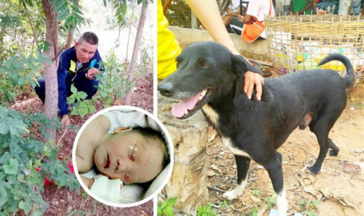 Chú chó hoang ngoạm bé sơ sinh bị bỏ rơi tìm sự giúp đỡ lay động cả thế giới - 3
