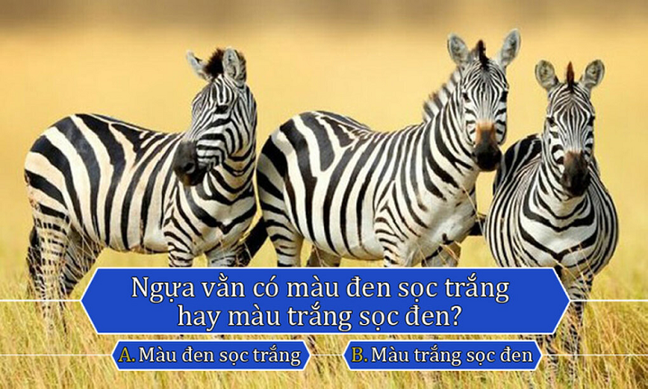 Đố vui: Ngựa vằn trong ảnh mang sọc trắng hay sọc đen? - 1