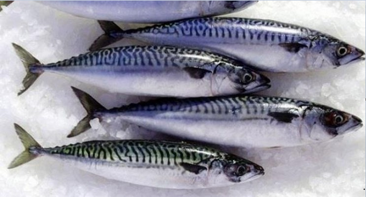 5 mẹo nhỏ để chọn mua cá biển đông lạnh: Người muốn đảm đang nhất định phải biết - 1