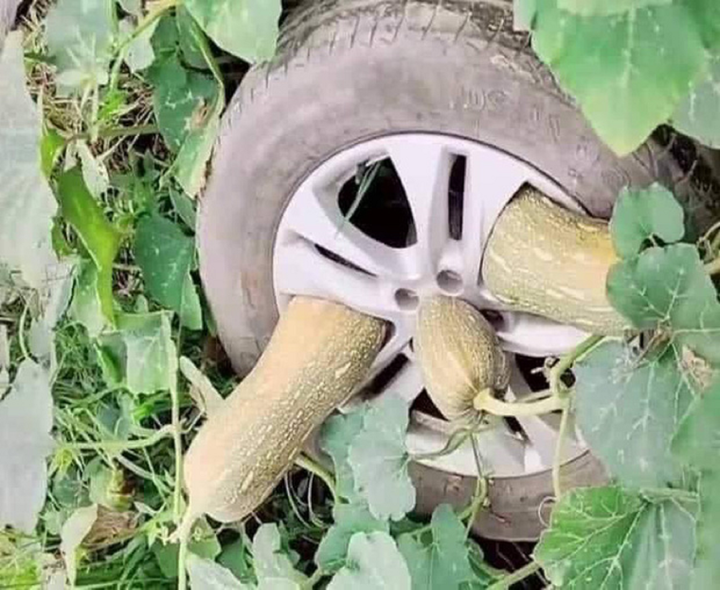 Xe khách bị cỏ dại ‘xâm chiếm’ khi vắng chủ, vật tìm thấy ở bánh xe mới bất ngờ - 2