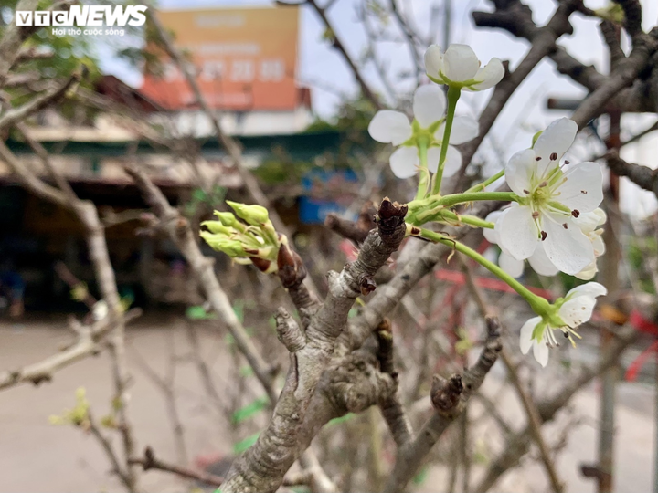 Đặc sản Tây Bắc đổ bộ, phố phường Hà Nội bừng sắc xuân - 5