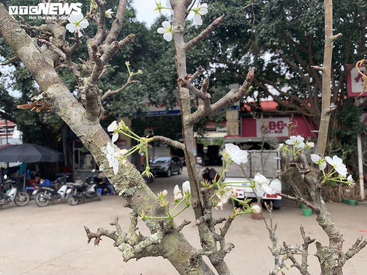 Đặc sản Tây Bắc đổ bộ, phố phường Hà Nội bừng sắc xuân - 13