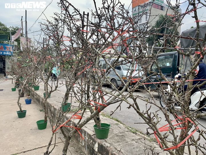 Đặc sản Tây Bắc đổ bộ, phố phường Hà Nội bừng sắc xuân - 2