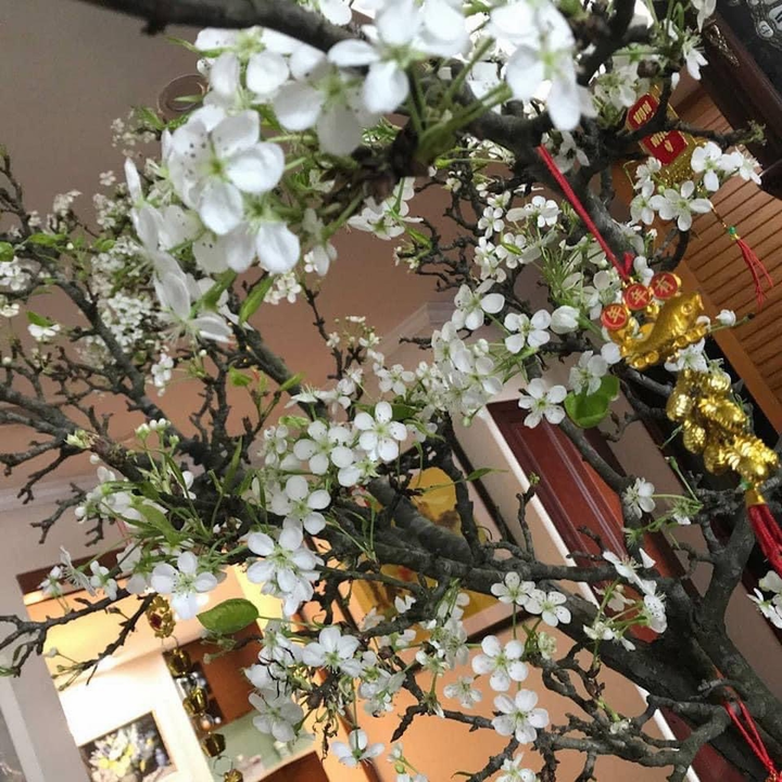 Đặc sản Tây Bắc đổ bộ, phố phường Hà Nội bừng sắc xuân - 1