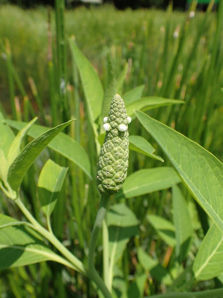 Miền Tây có loại cỏ mọc dại được người dân hái về ăn, khen ngon hơn cả rau muống - 1