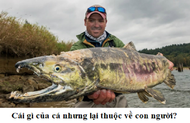 Cái gì của cá nhưng lại thuộc về con người? - 1