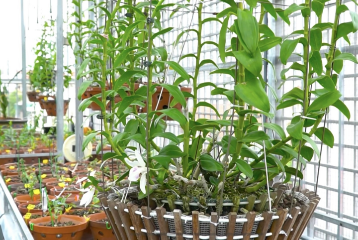 Gặp gỡ ông chủ trẻ 'đa-zi-năng' của vườn lan Bồ Đề - 3