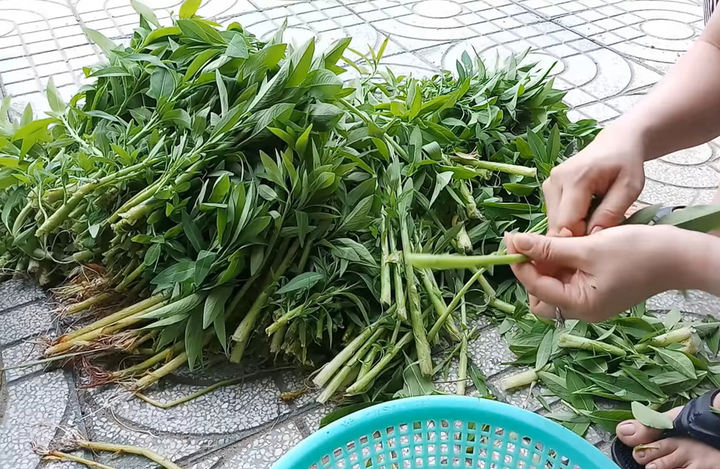 Miền Tây có loại cỏ mọc dại được người dân hái về ăn, khen ngon hơn cả rau muống - 2