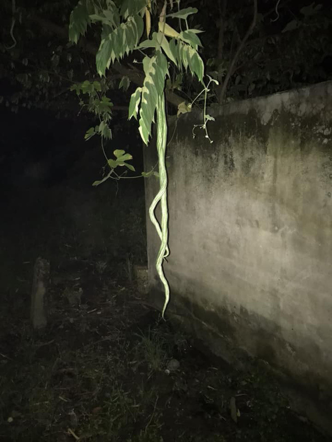 ‘Cặp rắn’ vắt vẻo khiến thanh niên ‘xỉu ngang’, nhìn kỹ mới thấy điều bất ngờ - 1