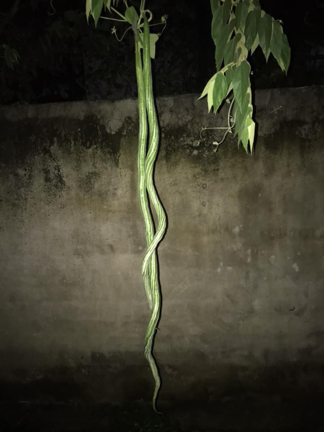 ‘Cặp rắn’ vắt vẻo khiến thanh niên ‘xỉu ngang’, nhìn kỹ mới thấy điều bất ngờ - 2