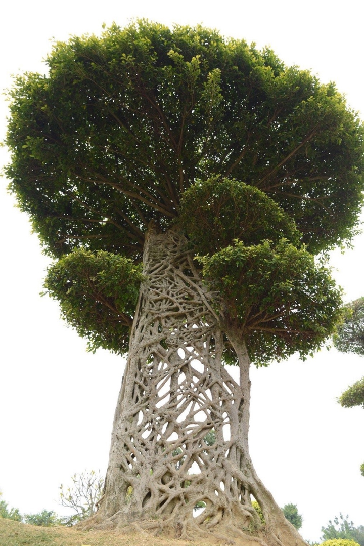 ‘Cây mạng nhện’ gây chú ý với hình dáng mọc chằng chịt kỳ lạ - 1