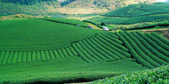 Mê đắm ngắm những ‘đường cong’ tuyệt mỹ của đồi chè Mộc Châu từ trên cao - 7