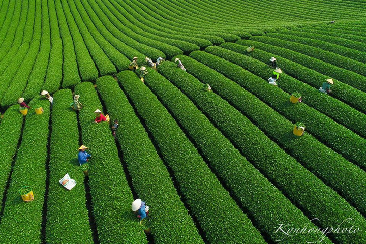 Mê đắm ngắm những ‘đường cong’ tuyệt mỹ của đồi chè Mộc Châu từ trên cao - 4