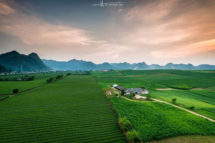 Mê đắm ngắm những ‘đường cong’ tuyệt mỹ của đồi chè Mộc Châu từ trên cao - 8