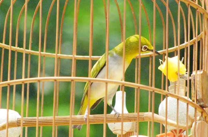 Nhóm côn đồ dùng kim tiêm đâm người để cướp chim cảnh - 1