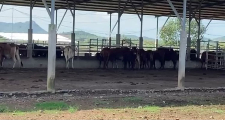 Đàn bò ốm đói trơ xương tại dự án công nghệ cao nghìn tỷ ở Bình Thuận - 3