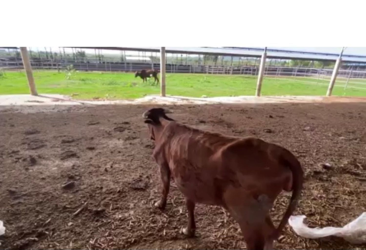 Đàn bò ốm đói trơ xương tại dự án công nghệ cao nghìn tỷ ở Bình Thuận - 2