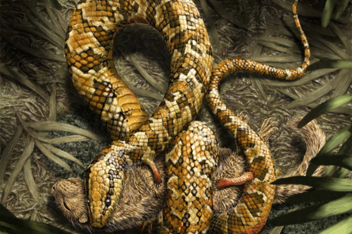 Sửng sốt khi phát hiện hóa thạch rắn bốn chân - 1