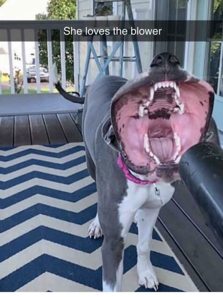 Cười cả ngày với muôn kiểu pha trò của hội chó cưng, nhìn ảnh cuối mà bất lực - 4