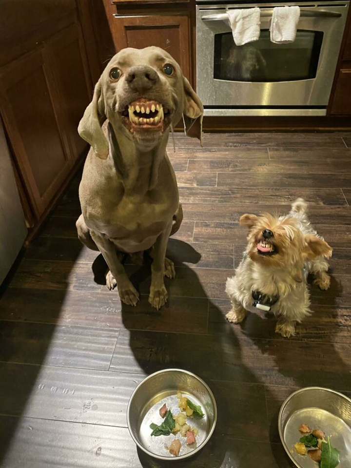 Cười cả ngày với muôn kiểu pha trò của hội chó cưng, nhìn ảnh cuối mà bất lực - 8