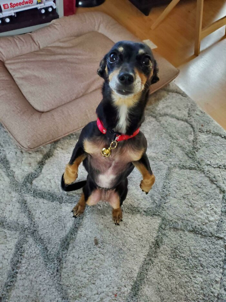 Cười cả ngày với muôn kiểu pha trò của hội chó cưng, nhìn ảnh cuối mà bất lực - 9