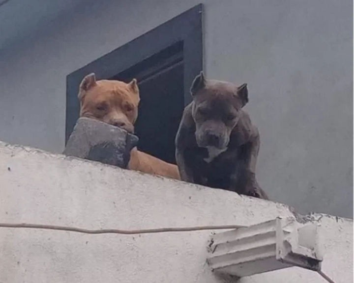 Ghét bị bấm chuông, chủ sai đội ngũ chó cưng ngậm gạch thả vào bất cứ ai đến gần - 3