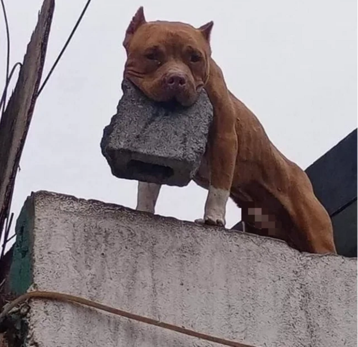 Ghét bị bấm chuông, chủ sai đội ngũ chó cưng ngậm gạch thả vào bất cứ ai đến gần - 1