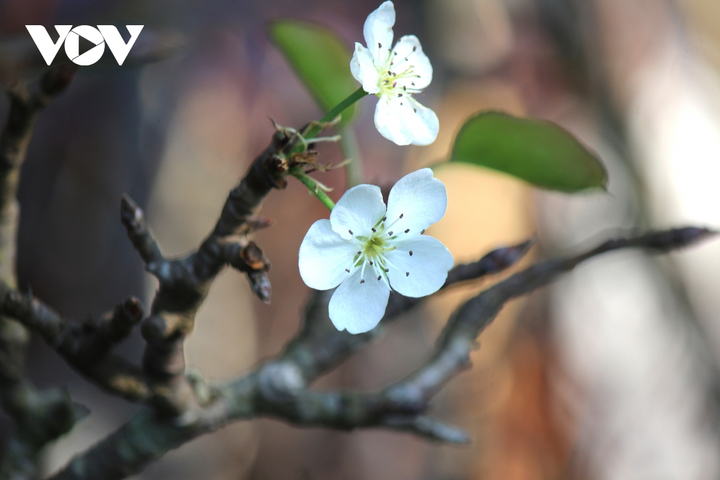 Ảnh: Hoa lê rừng nở sớm, khoe sắc trắng tinh khôi trên phố Hà Nội - 10