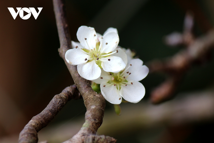 Ảnh: Hoa lê rừng nở sớm, khoe sắc trắng tinh khôi trên phố Hà Nội - 5