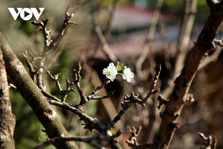 Ảnh: Hoa lê rừng nở sớm, khoe sắc trắng tinh khôi trên phố Hà Nội - 6