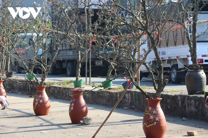 Ảnh: Hoa lê rừng nở sớm, khoe sắc trắng tinh khôi trên phố Hà Nội - 9