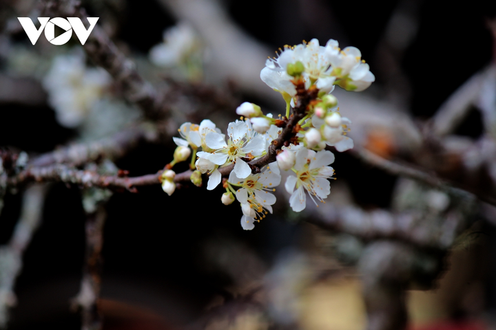 Ảnh: Hoa lê rừng nở sớm, khoe sắc trắng tinh khôi trên phố Hà Nội - 11