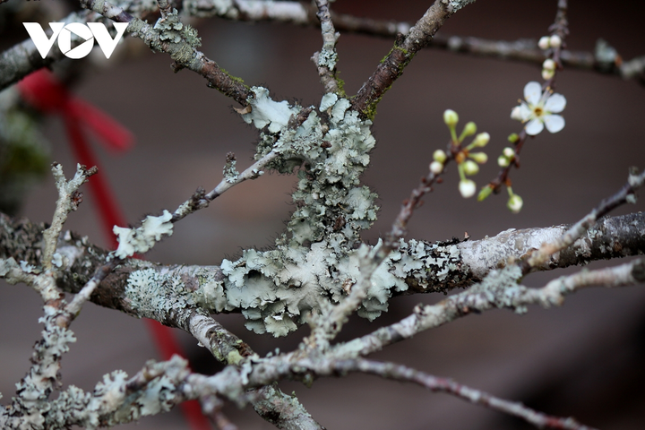 Ảnh: Hoa lê rừng nở sớm, khoe sắc trắng tinh khôi trên phố Hà Nội - 7