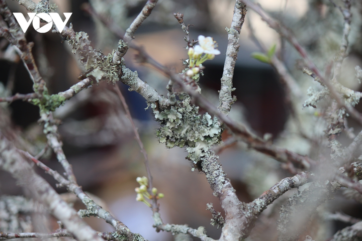 Ảnh: Hoa lê rừng nở sớm, khoe sắc trắng tinh khôi trên phố Hà Nội - 8