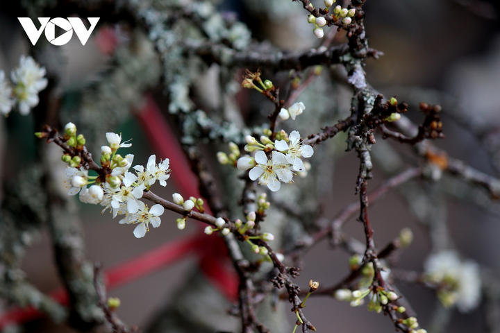 Ảnh: Hoa lê rừng nở sớm, khoe sắc trắng tinh khôi trên phố Hà Nội - 4