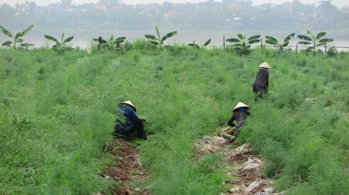 HTX nông nghiệp Sông Đà, Phú Thọ: Trồng măng tây giúp nâng cao giá trị kinh tế - 2