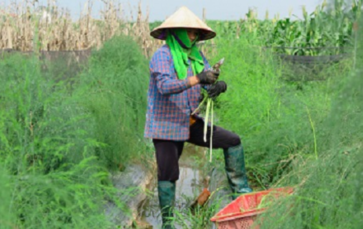 HTX nông nghiệp Sông Đà, Phú Thọ: Trồng măng tây giúp nâng cao giá trị kinh tế - 1