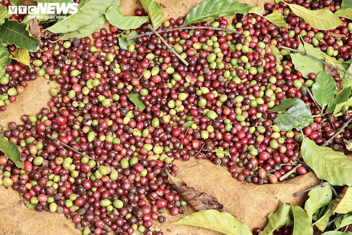 Ảnh: Cà phê chín rộ, nông dân Tây Nguyên hối hả thu hoạch - 9