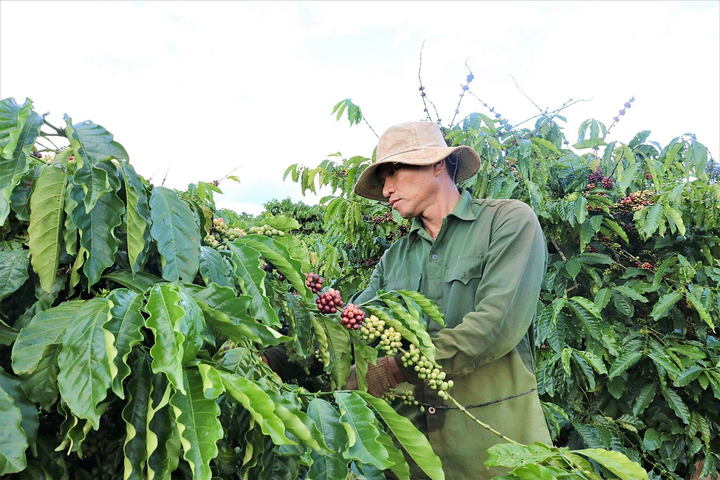 Ảnh: Cà phê chín rộ, nông dân Tây Nguyên hối hả thu hoạch - 2