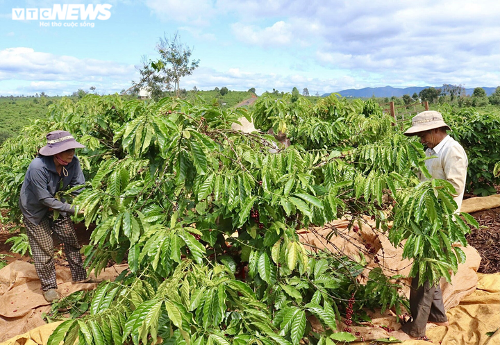 Ảnh: Cà phê chín rộ, nông dân Tây Nguyên hối hả thu hoạch - 1