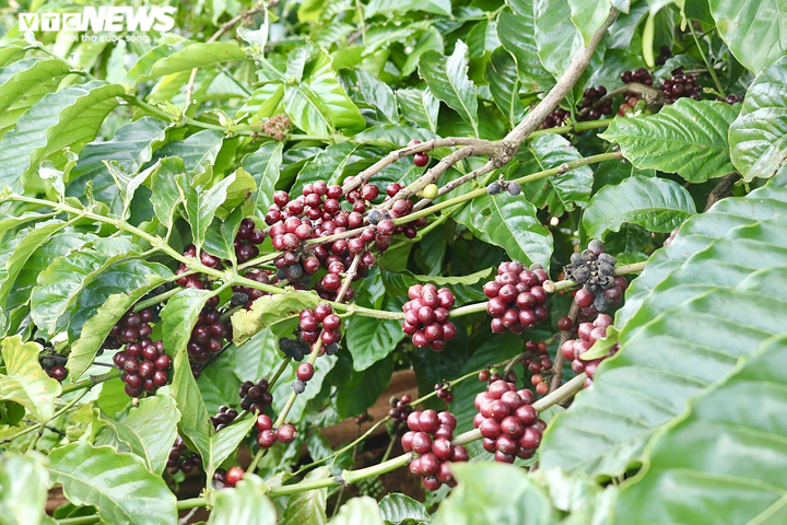 Ảnh: Cà phê chín rộ, nông dân Tây Nguyên hối hả thu hoạch - 5