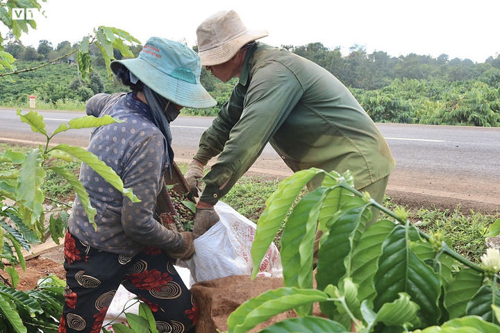 Ảnh: Cà phê chín rộ, nông dân Tây Nguyên hối hả thu hoạch - 10