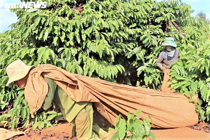 Ảnh: Cà phê chín rộ, nông dân Tây Nguyên hối hả thu hoạch - 7